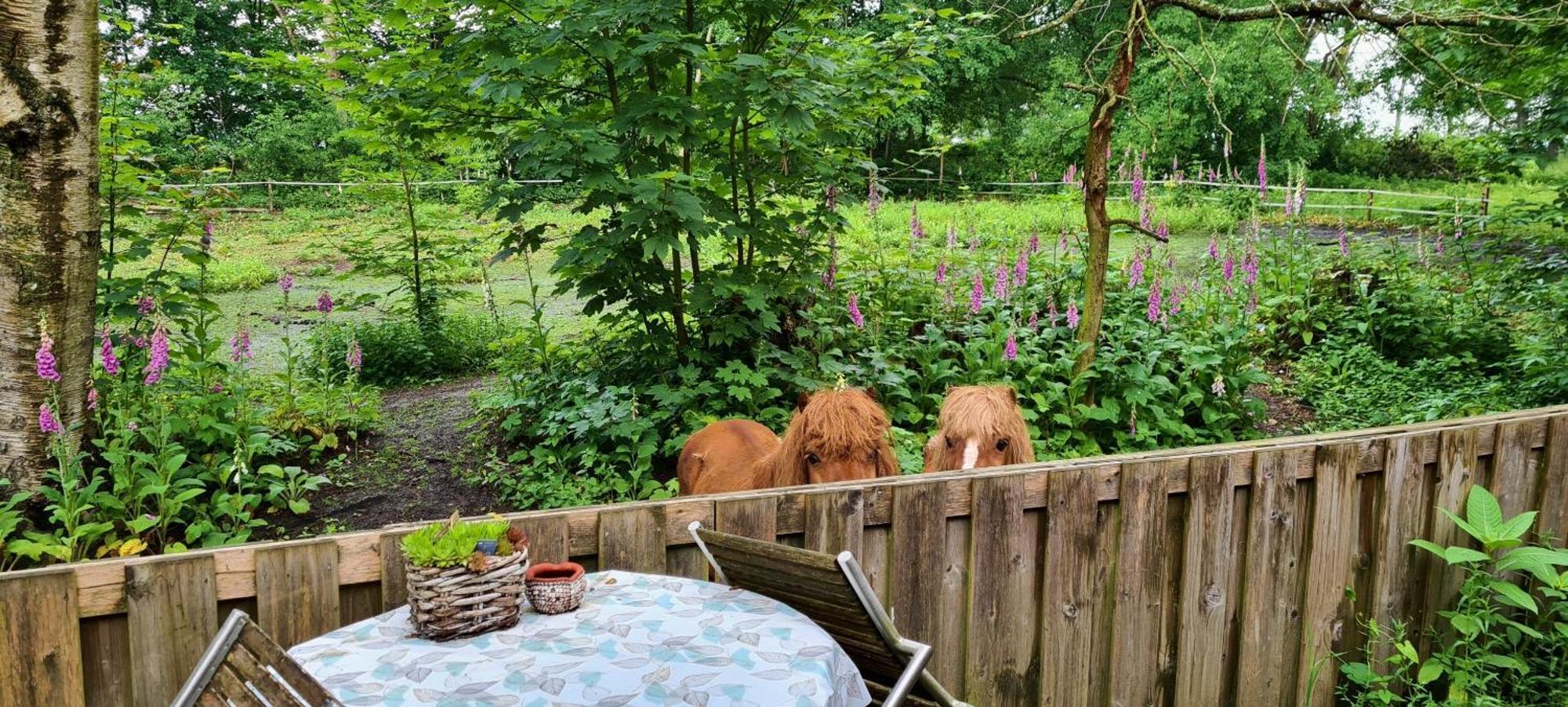 Rust En Stilte In De Natuur Onstwedde Luaran gambar
